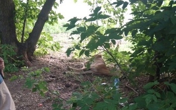Оренбургская полиция заинтересовалась смертью косули в Южном поселке