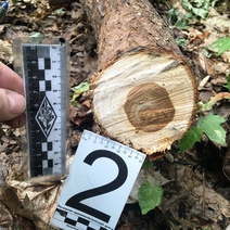 В Оренбуржье поймали незаконного лесоруба