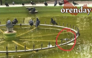 В центре Медногорска фонтан не могут почистить даже от мертвой птицы