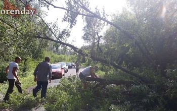 Оренбуржцы вынуждены были распиливать рухнувшее на дорогу дерево 