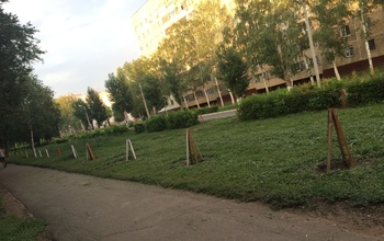 Соцсети: 80-летний оренбуржец высадил в городе 250 каштанов