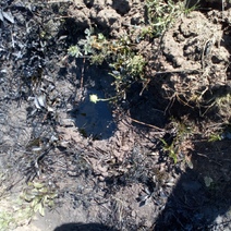 В Оренбуржье продолжают загрязнять плодородную почву нефтью