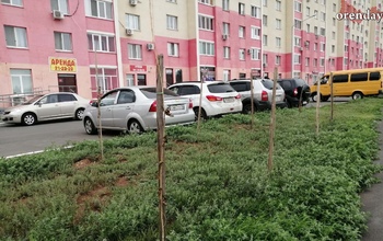 В Оренбурге зачахли и высохли десятки саженцев на проезде Северном