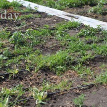 Соль-Илецких бахчеводов оштрафовали за незаконное пользование водой