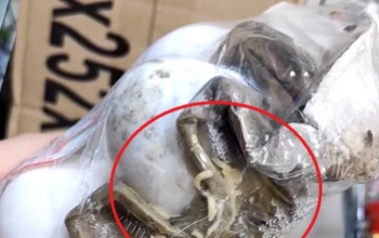 Упаковку куриного яйца с личинками обнаружили покупатели в оренбургском 