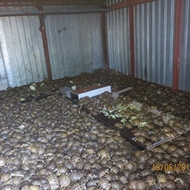 Оренбургские полицейские спасли более 4 000 среднеазиатских черепах