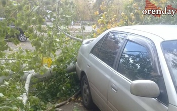 Упавшее дерево заблокировало выезд: за целый день оренбуржцы так и не дождались коммунальщиков