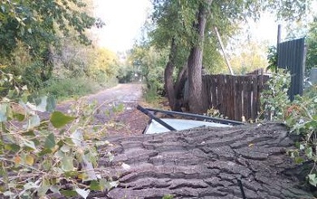 Что делать оренбуржцам, если на машину упало дерево