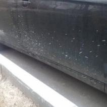 В Оренбуржье УК заплатит за обрызганные краской авто жителей