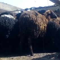 В Оренбуржье на границе задержали 259 овец