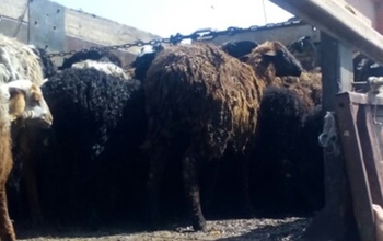 В Оренбуржье на границе задержали 259 овец