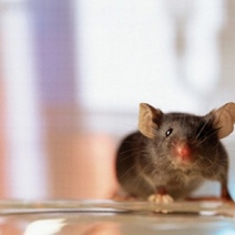 В 2019 году в области зарегистрировано 84 случая «мышиной лихорадки»