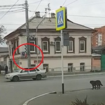 В Оренбурге набирает популярность ролик про умную собаку