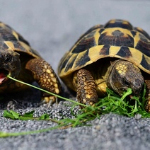 В гараже Оренбурга нашли четыре тысячи черепах