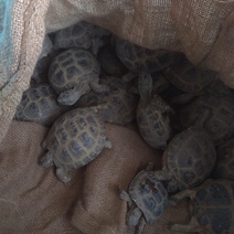 В Оренбурге контрабандные черепахи гибнут от истощения