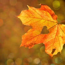 Рекомендации оренбургской художницы от осенней хандры