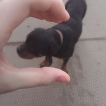  В Бузулуке ротвейлер напал на ребенка