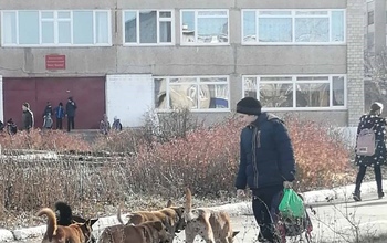 В Медногорске стая собак обжила территорию у школы