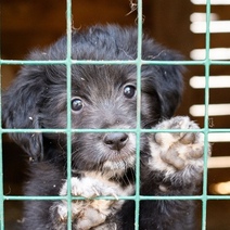 В Оренбурге волонтёры восстанавливают приют «Я - живой» после пожара