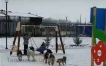 В Южном Урале на новой детской площадке гуляет... стая бродячих собак