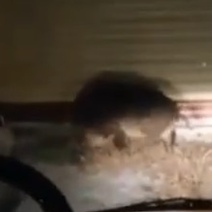 По Оренбургу разгуливает дикий кабан