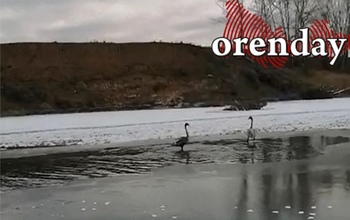 На реке под Оренбургом замерзают два лебедя