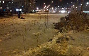 «Губят молодые деревья»: жители Оренбурга пожаловались на коммунальщиков