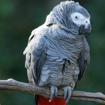 Самка попугая довела жительницу Новотроицка до суда