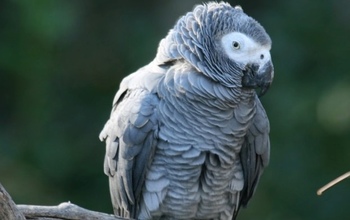 Самка попугая довела жительницу Новотроицка до суда