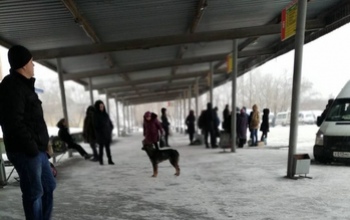 Жителей и гостей Оренбурга на вокзале встречают бродячие собаки