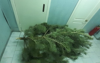 Новогодние страсти в Оренбурге: за срубленную сосну – на скамью подсудимых