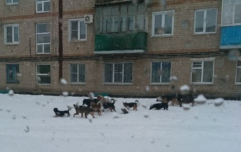 Жители Бузулука жалуются на стаи собак, разгуливающих по городу