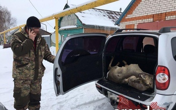 В Сорочинском районе подозреваемые в браконьерстве попались с поличным