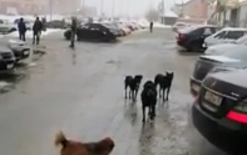На улицах Оренбурга стали все чаще встречаться стаи бездомных собак