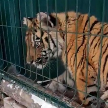 Мужчина, пытавшийся в Бузулуке похитить тигренка, отправился в колонию