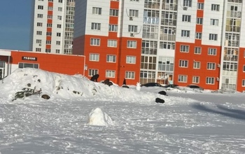 В Оренбурге бродячие собаки пугают жителей новых жилых комплексов