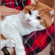 Оренбургские волонтеры выходили кота, который 7 дней выживал на балконе