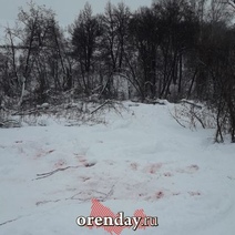 Жители Шарлыкского района жалуются на незаконный отстрел кабанов (18+)