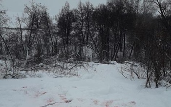 Жители Шарлыкского района жалуются на незаконный отстрел кабанов (18+)