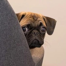 Житель Бузулука так и не дождался мопса