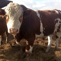 На племзавод 