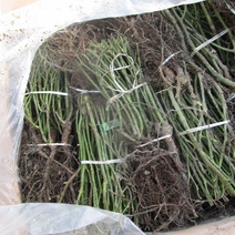 69 тысяч саженцев из Киргизии не пустили в Оренбуржье