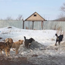 Жители поселка Кушкуль жалуются на своры бродячих собак