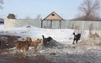 Жители поселка Кушкуль жалуются на своры бродячих собак