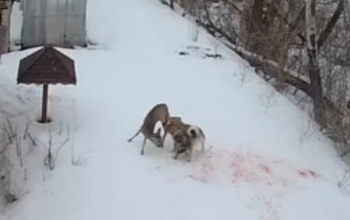 Под Оренбургом собаки едва не растерзали косулю (18+)