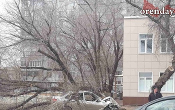 В Оренбурге машина влетела в дерево у тротуара