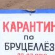 В Оренбуржье вводят карантин по бруцеллезу