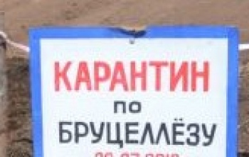 В Оренбуржье вводят карантин по бруцеллезу
