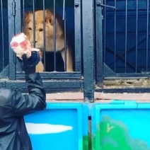 Животным застрявшего в Орске передвижного зоопарка нужна помощь