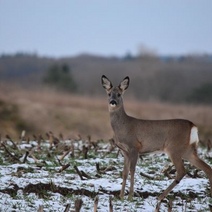 Сбившему под Оренбургом косулю грозит колония